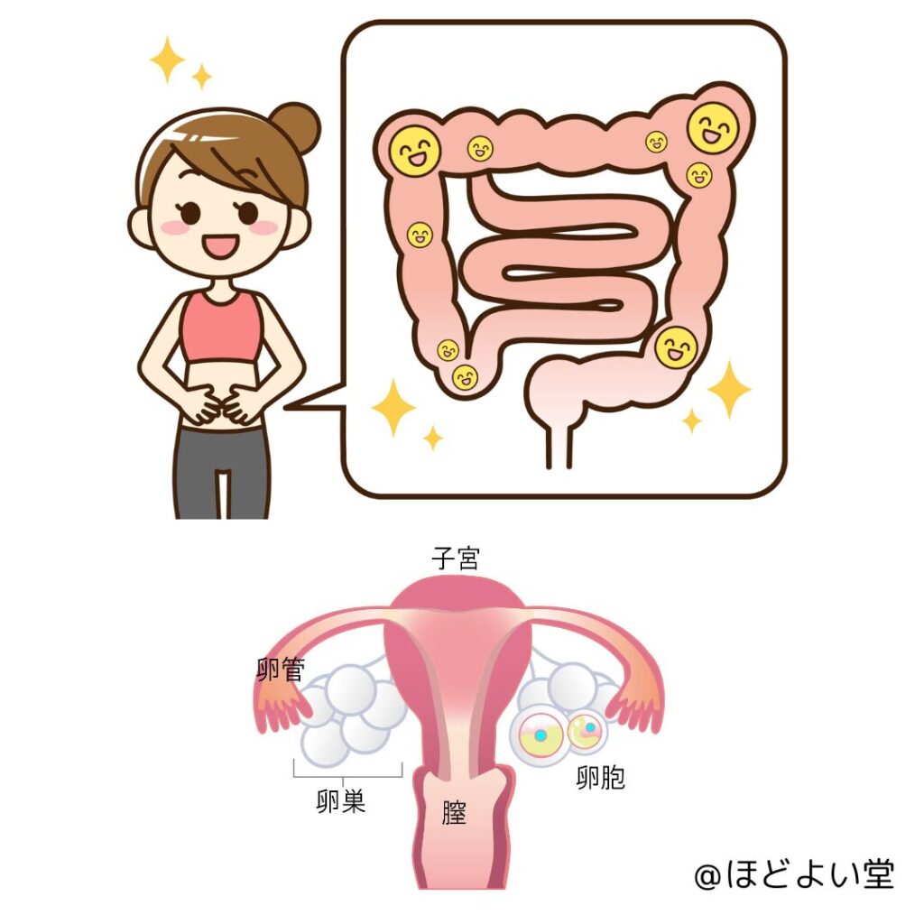腸内フローラと膣内フローラ（子宮）の関係イラスト