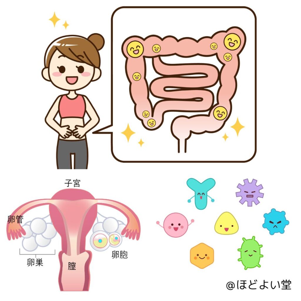 腸内細菌と子宮内フローラの関係イラスト