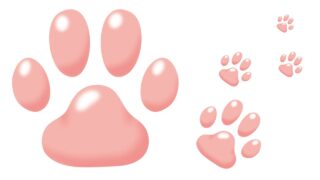 犬の肉球診断とは？乾燥・ひび割れ・色・においからわかる体調サインと中医学的セルフチェック