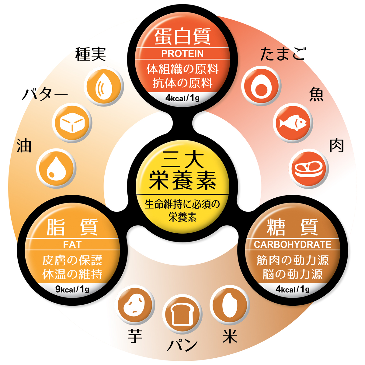 糖質・脂質・たんぱく質の三大栄養素と主な食品例を示した図