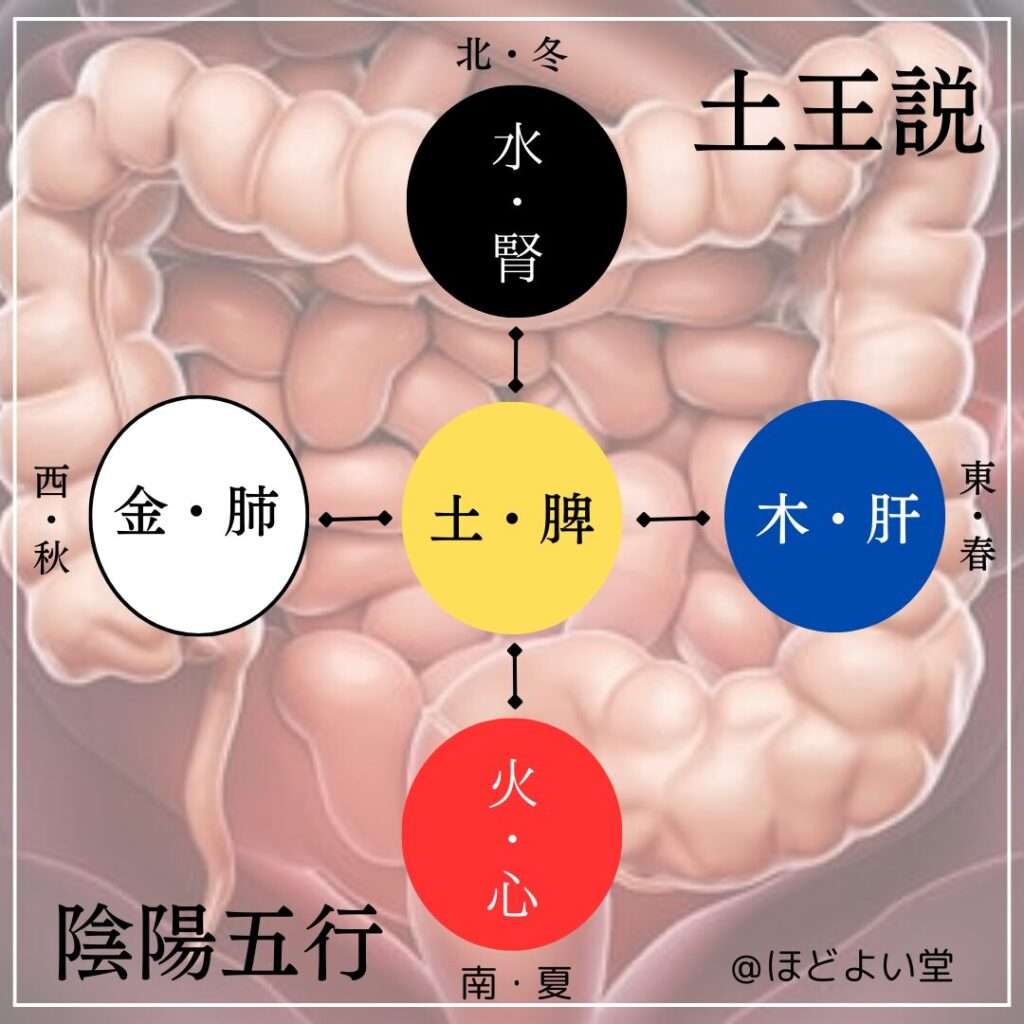 土王説 脾 胃腸 中医学 腸活