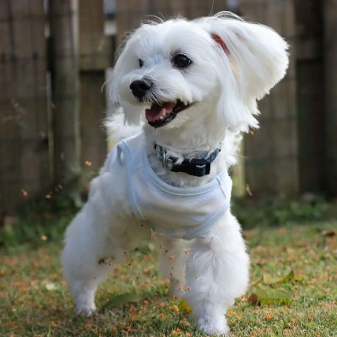 犬のかゆみ（痒み）メカニズム｜皮膚バリアと炎症と神経の連鎖イメージ｜ほどよい堂