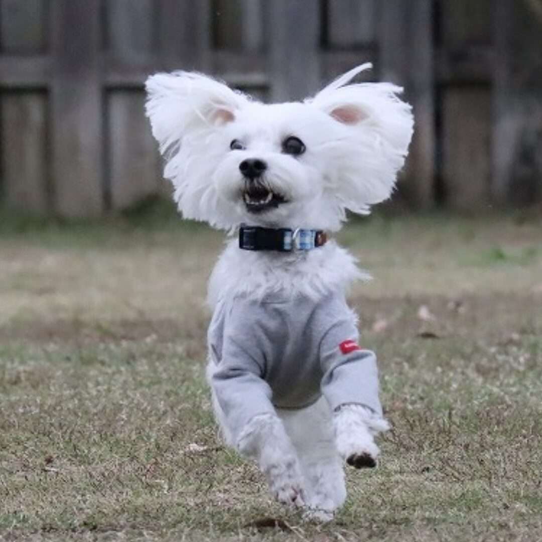 犬のかゆみタイプ別｜アレルギー・感染・乾燥・ストレスの整理図｜ほどよい堂