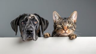 ペットフーディストの視点で選ぶ!愛犬に最適なドッグフードとおすすめポイント