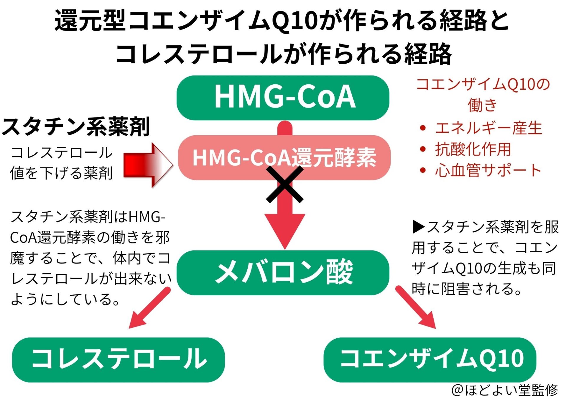 還元型CoQ10の生成経路とコレステロール経路(メバロン酸経路)のイメージ図