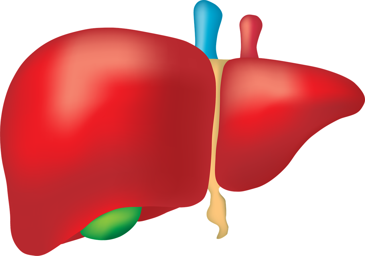 肝(かん)=ストレス調整のイメージ図
