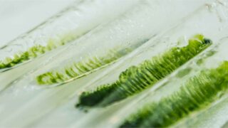 子どもにクロレラはおすすめ?偏食・少食・腸活が気になる親のための成長期栄養ガイド|漢方薬局ほどよい堂