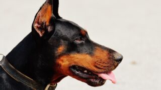 中医学で愛犬の健康を守る!無料でできる体質セルフチェックで未病対策