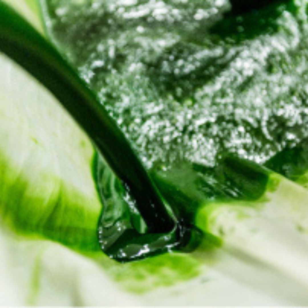 クロレラエキス(BCEx)のイメージ