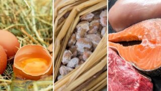 タンパク質は“毎食こまめに”が正解｜吸収の限界と腸活から考える体づくり＋クロレラバイオリンク/大豆プロテインの活用法