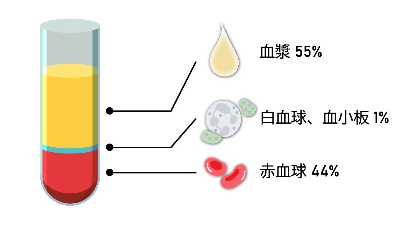 血液の構成（血漿・赤血球・白血球・血小板）