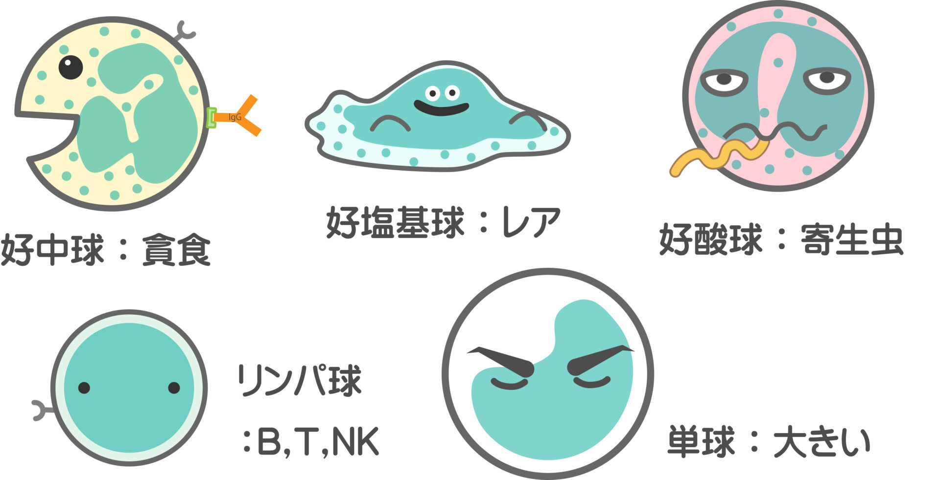 白血球分画（好中球・リンパ球・好酸球など）のイメージ図