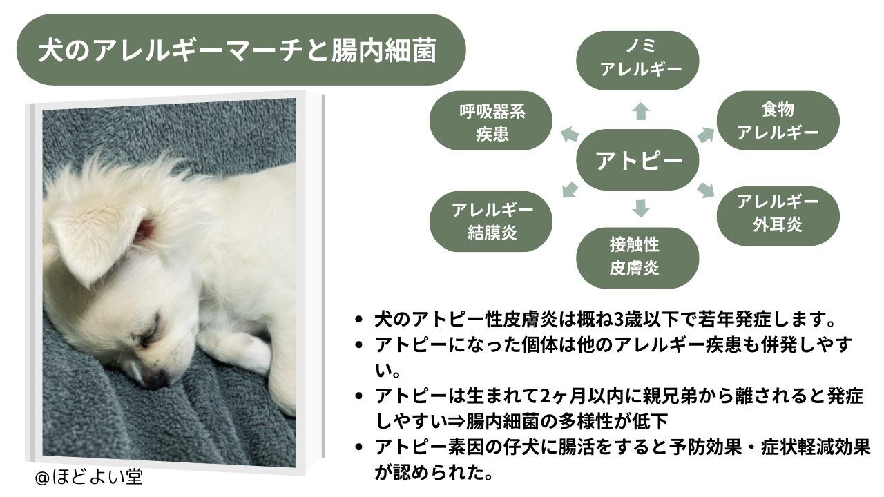 犬のアレルギー・皮膚トラブルと腸内環境（腸活）