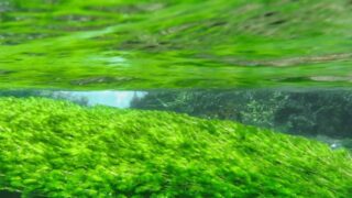 クロレラ バイオリンクとは?藻活・腸活・体質改善の始め方を漢方薬局ほどよい堂が解説