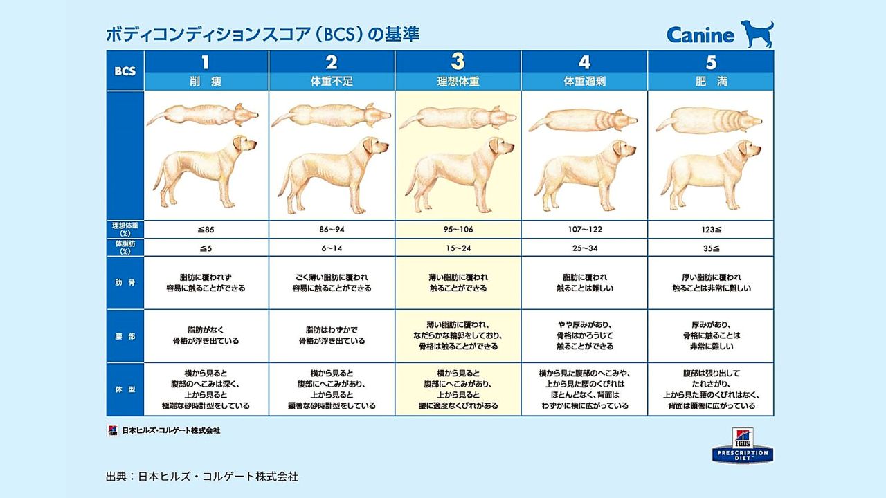 ボディコンディションスコア(BCS)|犬の体型チェック