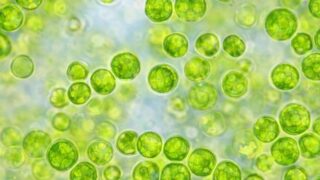 バイオリンク粒とBCExの違い|デトックス(溜めない習慣)と免疫バランスを支える使い分け