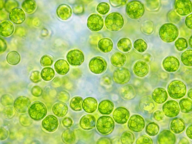 ほどよい堂｜クロレラ（バイオリンク）イメージ（腸活・栄養・巡り）