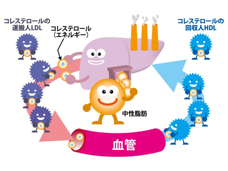 コレステロールと脂質代謝のイメージ