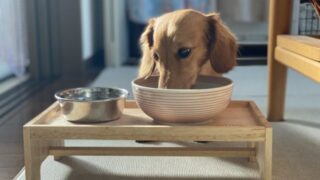 犬の塩分摂取量を自動計算|人の食材は何gまで?上限がすぐ分かるチェックツール
