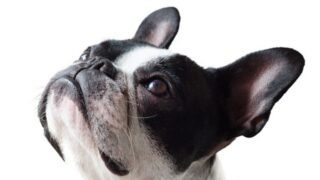 ペットロスと中医学|悲しみで乱れた心と胃腸を整える養生法・漢方的ケアを解説