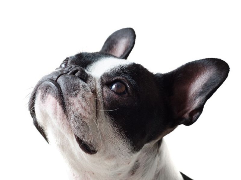 手作り食アイテム選びのイメージ