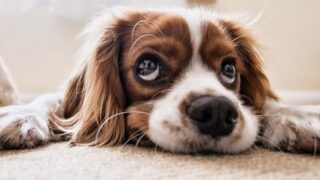 ペットロスでつらいあなたへ｜心を支える言葉・本・映画・安堵の会と中医学的セルフケア