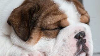 犬用プレミアムフードの選び方|K9 Natural・GREEN DOG・体質別おすすめを漢方薬局ほどよい堂が解説