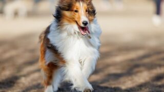 K9ナチュラルの与え方・切り替え方完全ガイド|初めてでも安心の給餌量・保存方法・購入方法