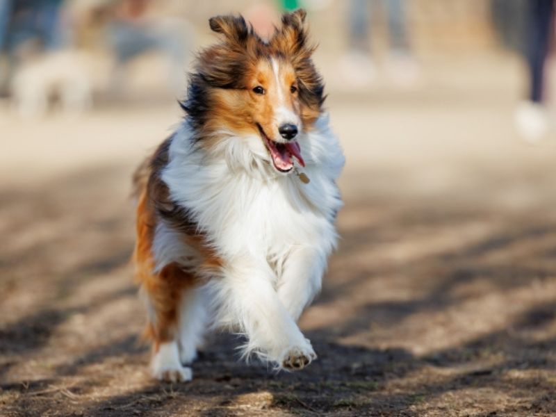 犬のナトリウム（Na）と食塩相当量（NaCl）の違い｜計算式で読み替え