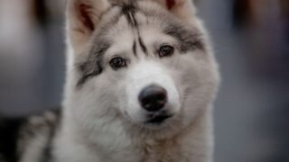 犬の軟便・下痢・お腹が弱い子のフード選び｜和漢みらい・sowaka躍膳を脾＝消化吸収の視点で比較