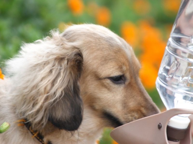 飲水量の工夫|犬の水分補給と食べやすさ