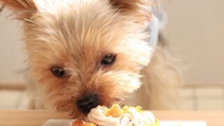 【犬猫】手作り食を“続けやすくする”アイテム12選｜GREEN DOGのベース・トッピング・水分サポート