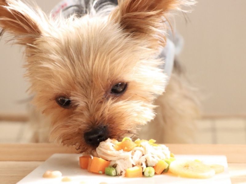 食いつき・嗜好性を整える