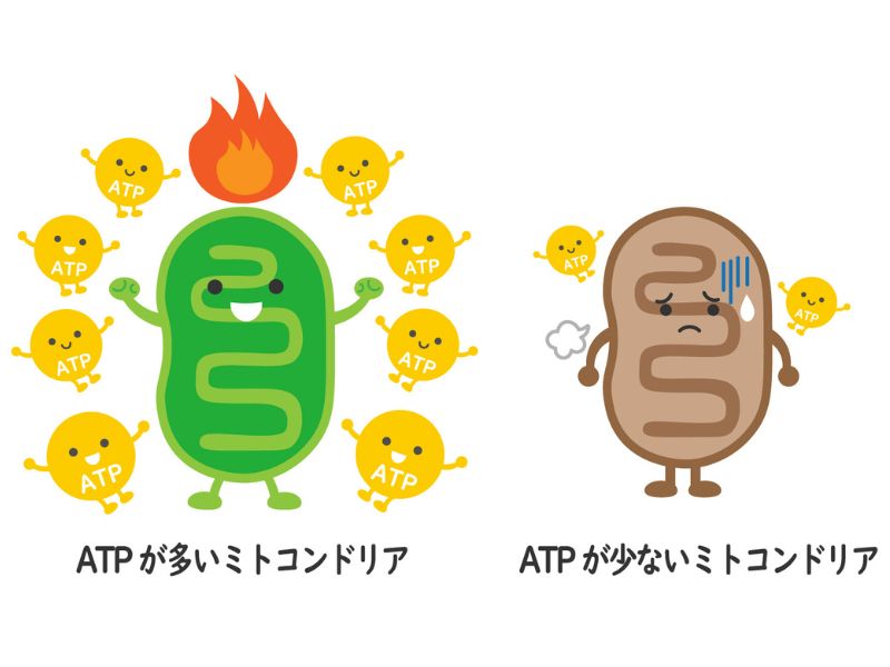 ミトコンドリアの働き(エネルギー産生)イメージ