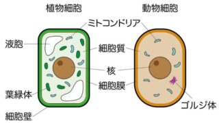 ミトコンドリアを整える暮らし方｜有酸素運動・腸活・漢方で代謝を育てる方法