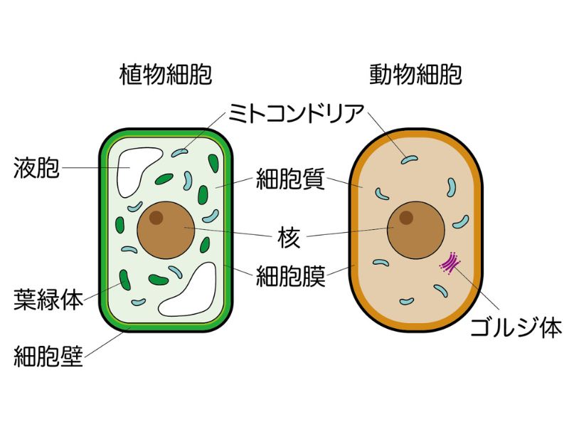 ミトコンドリア(細胞の発電所)イメージ