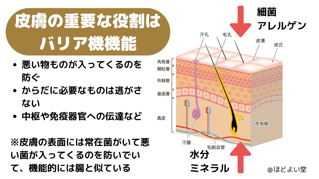 皮膚バリアのイメージ｜ほどよい堂