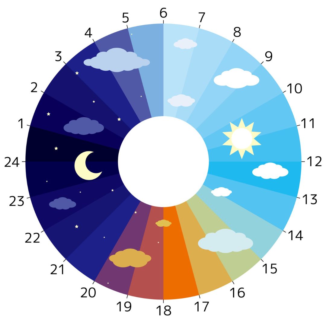 24時間の体内リズム（体内時計）をイメージする図