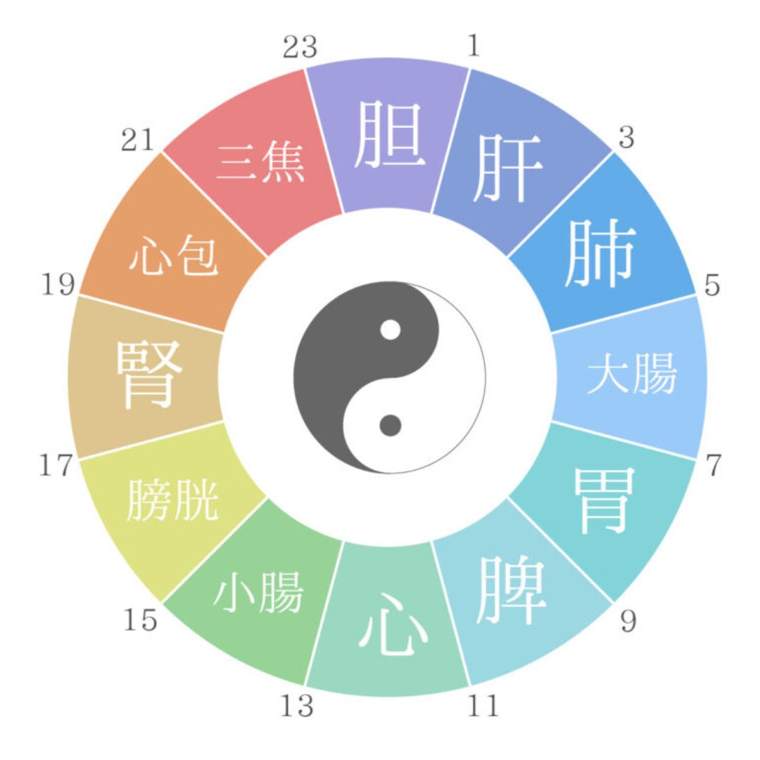 子午流注（経絡の流れ）イメージ