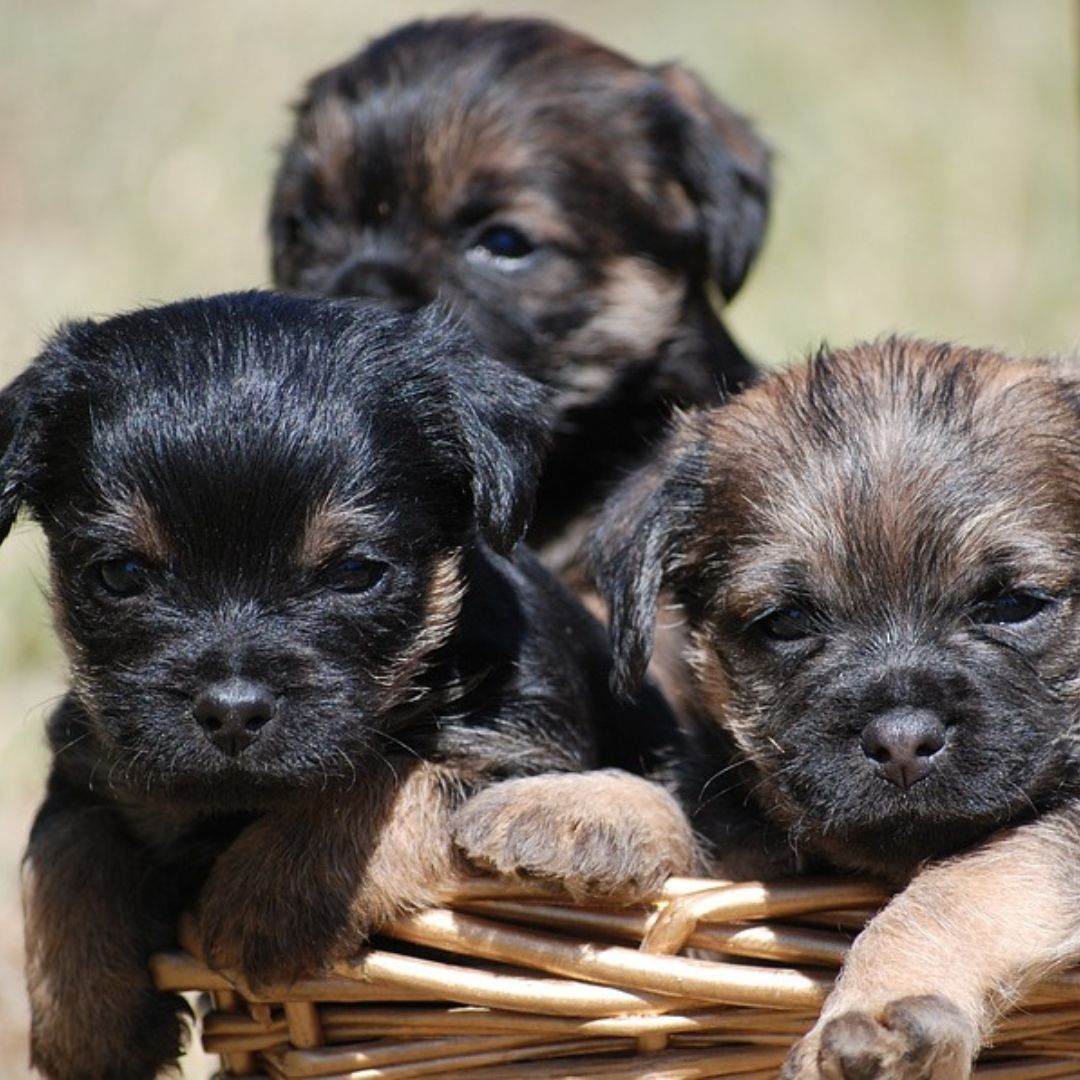 ボーダーテリアのイメージ