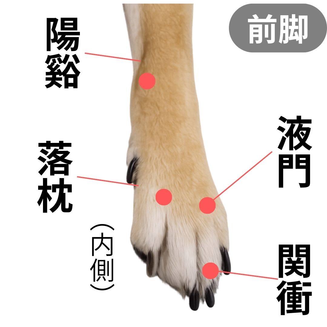 犬の体質ケアのイメージ