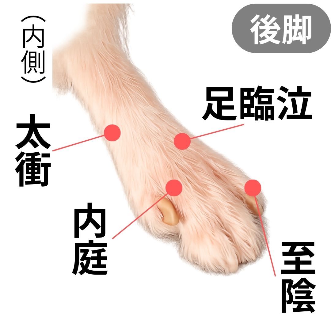 マルチーズのやさしいケアイメージ