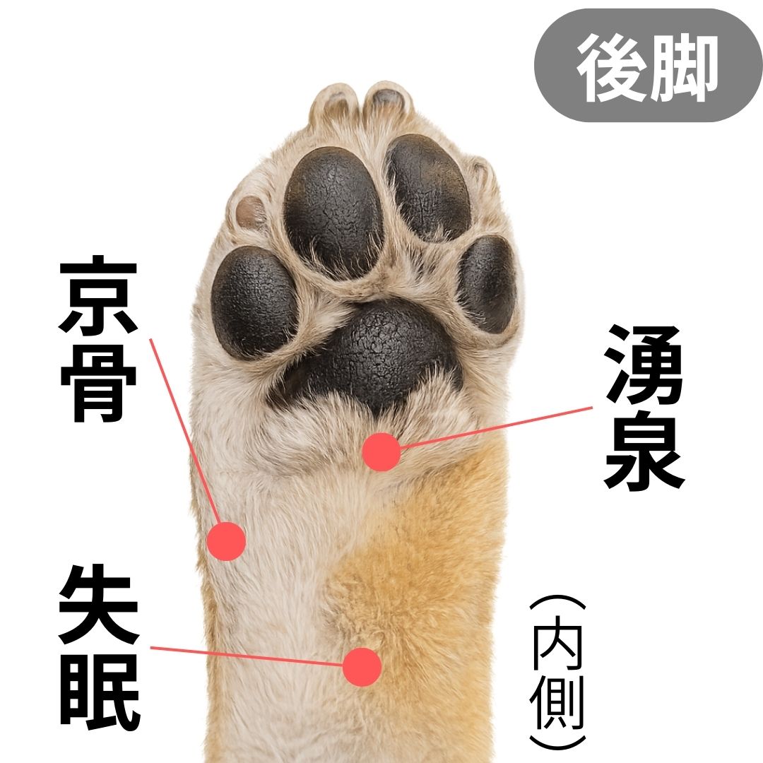犬の肉球チェックのイメージ