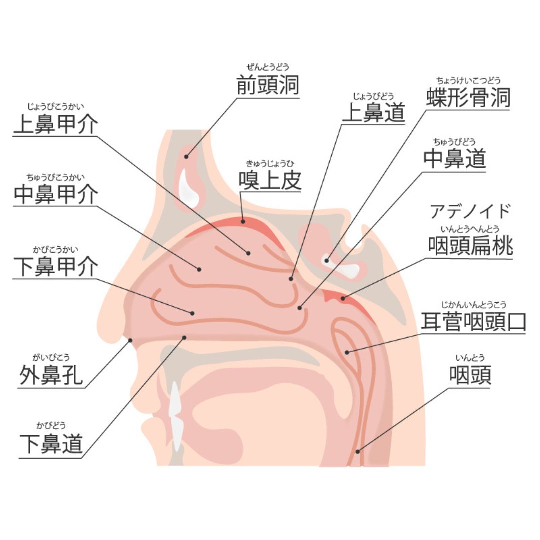 後鼻漏と耳鼻科・漢方のイメージ