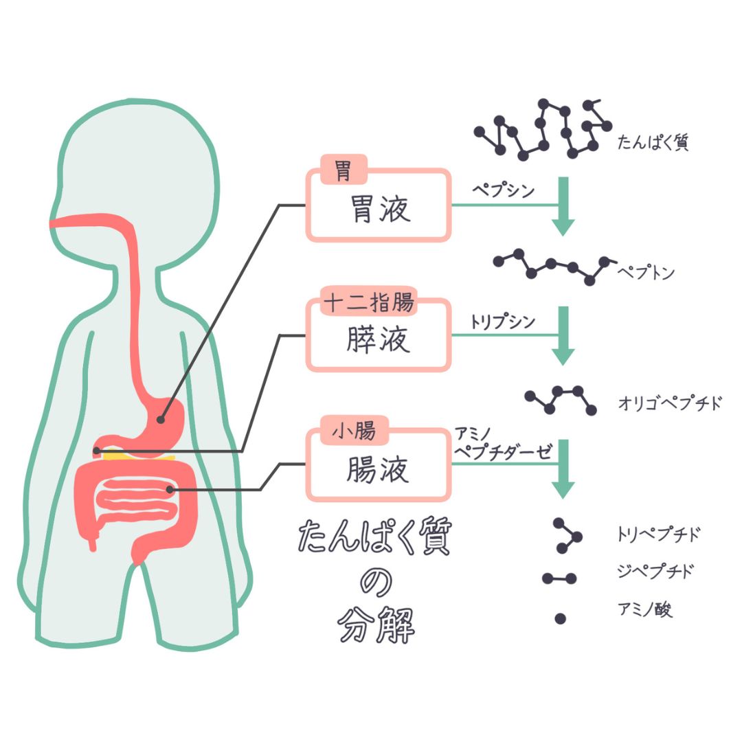 タンパク質の消化吸収と分解のイメージ
