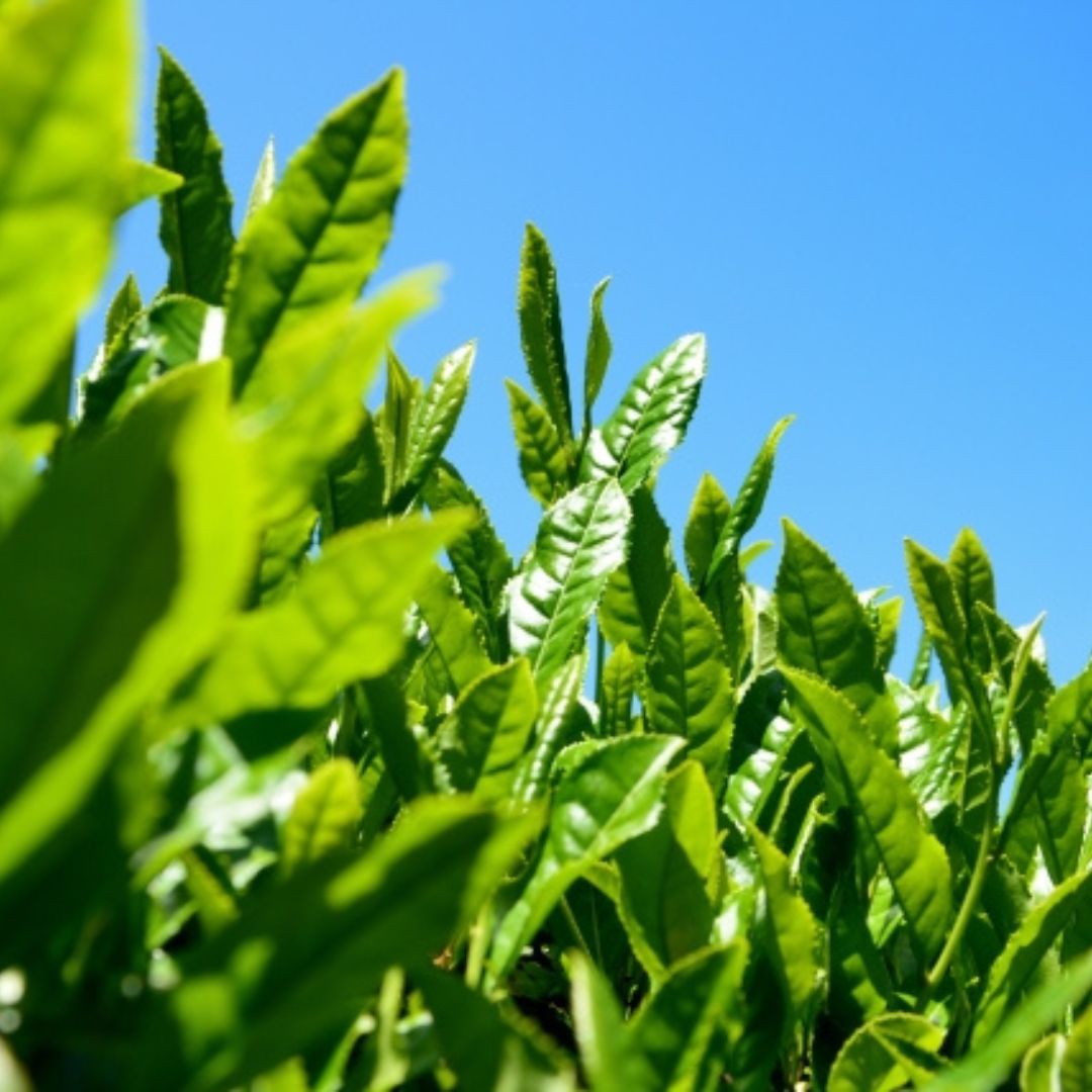 お茶のイメージ