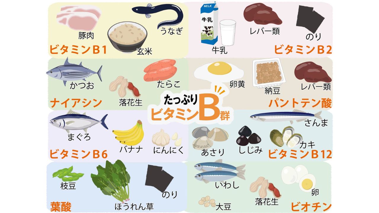 ビタミンB群と体の働き