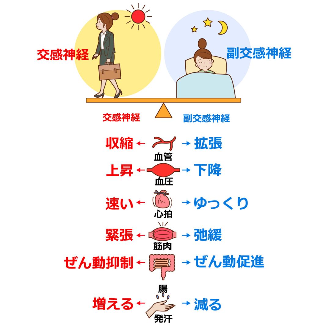 自律神経とストレスのイメージ