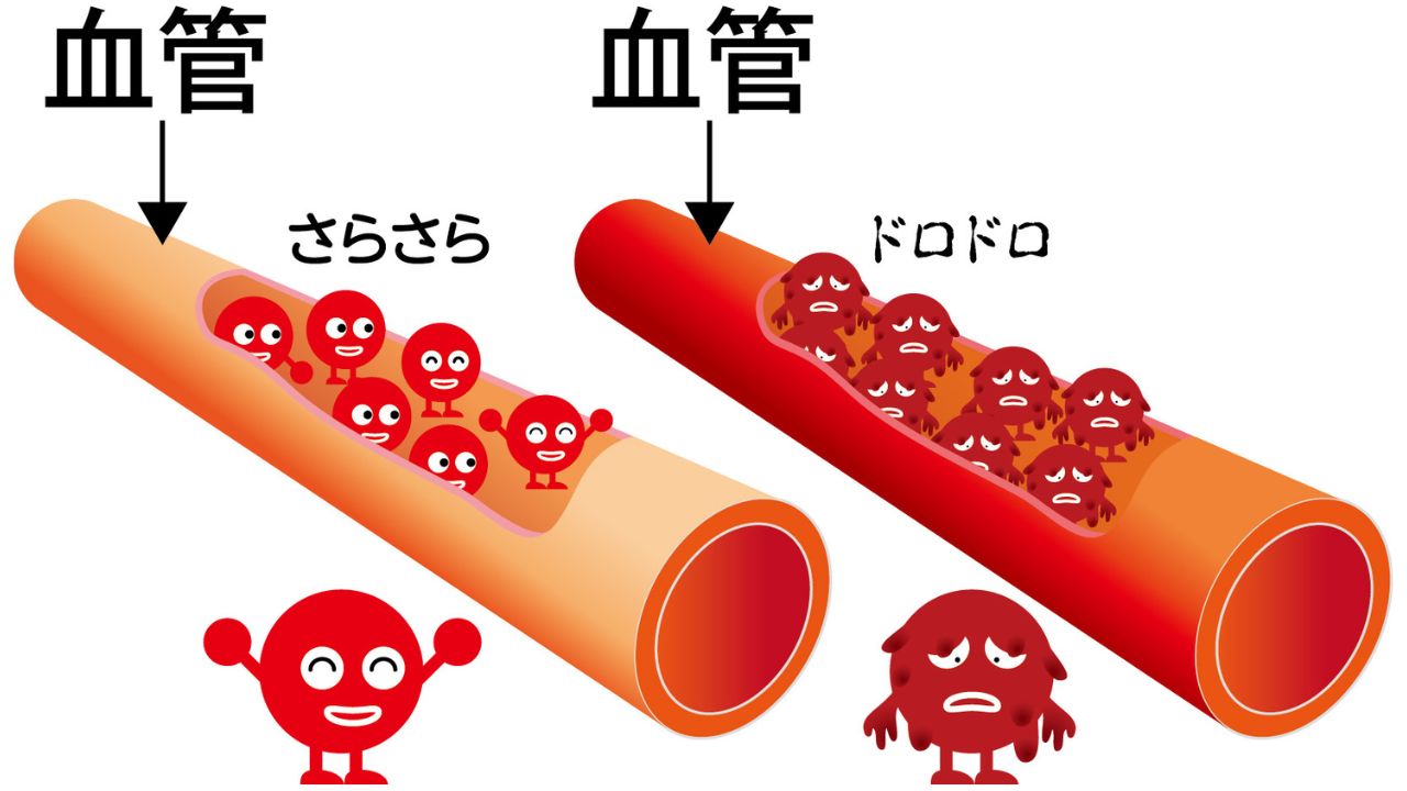 血管と毛細血管のイメージ