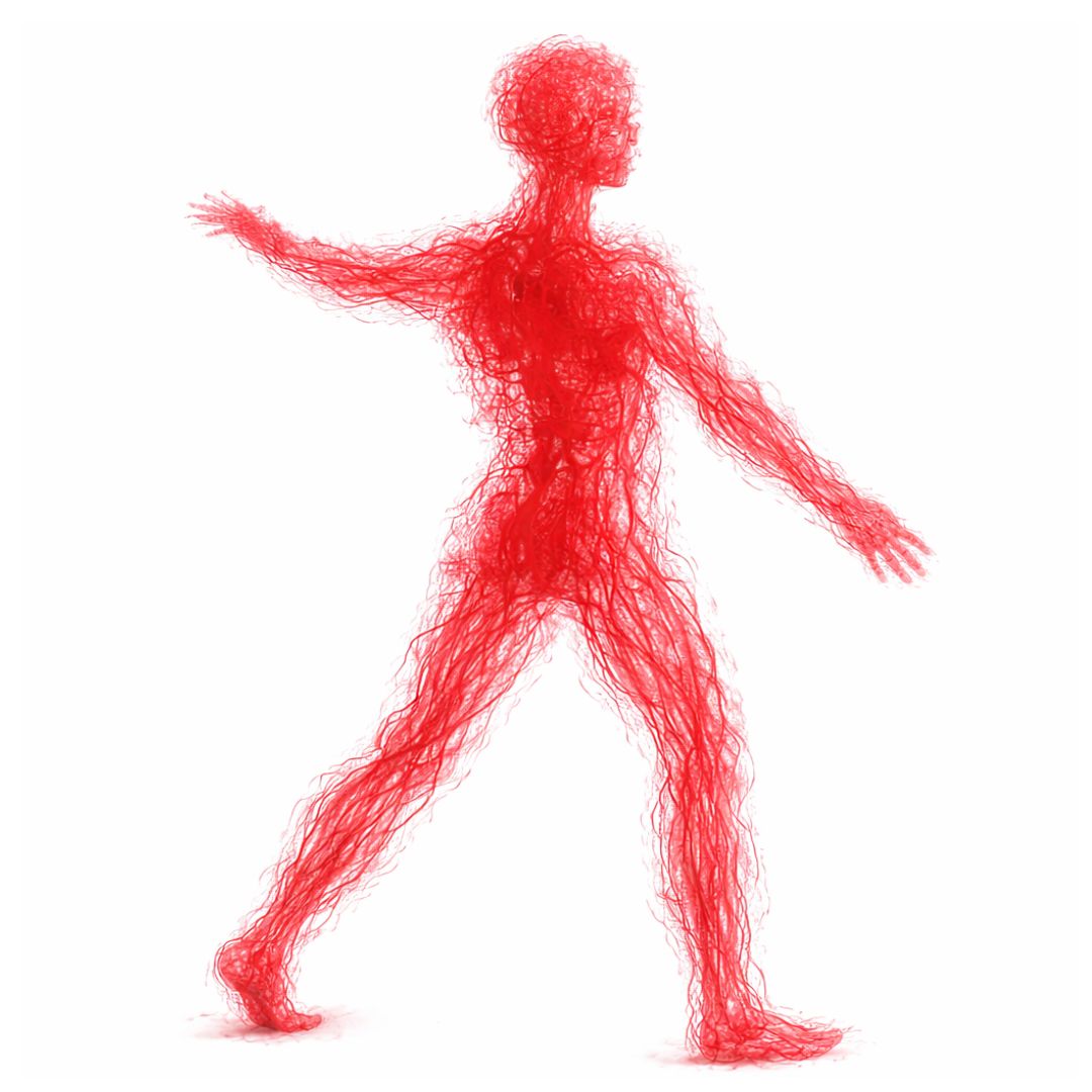 毛細血管イメージ